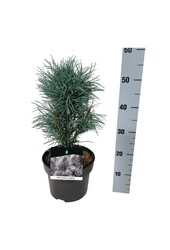 Pin Pinus Fastigiata