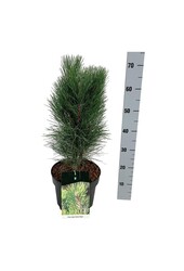 Pin Pinus nigra Tour verte