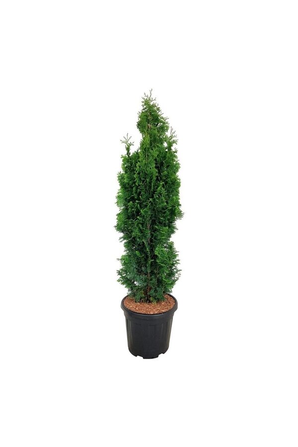 Conifère Thuja Degroots Spire