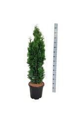 Conifère Thuja Degroots Spire