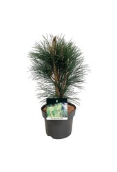 Pin Pinus nigra Tour verte