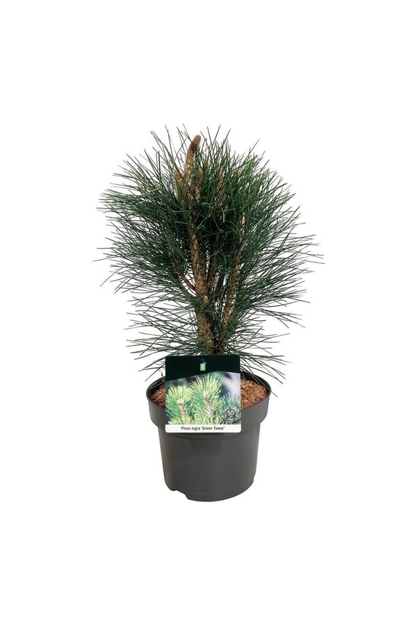 Pin Pinus nigra Tour verte