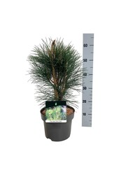 Pin Pinus nigra Tour verte