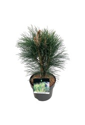 Pin Pinus nigra Tour verte