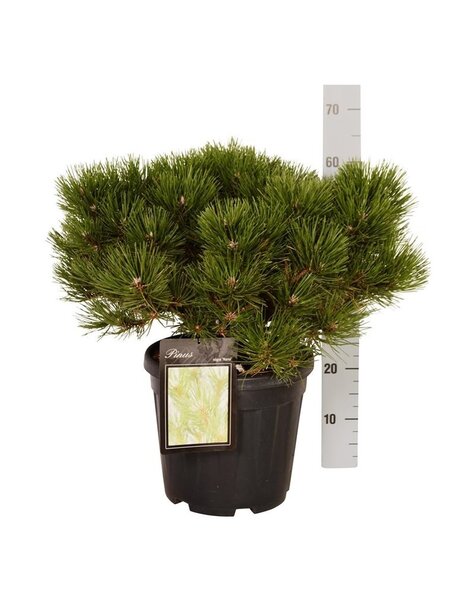 Pinus