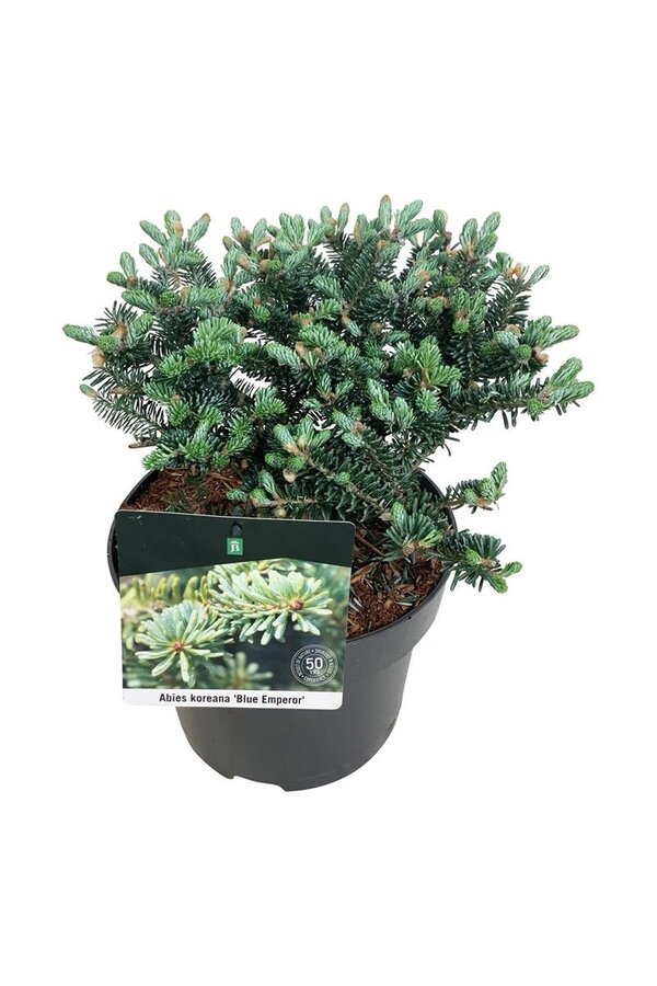 Sapin argenté Abies koreana Empereur bleu