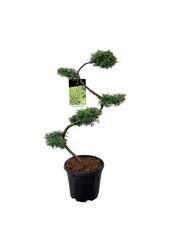 Cyprès Juniperus Pfitzeriana Aurea
