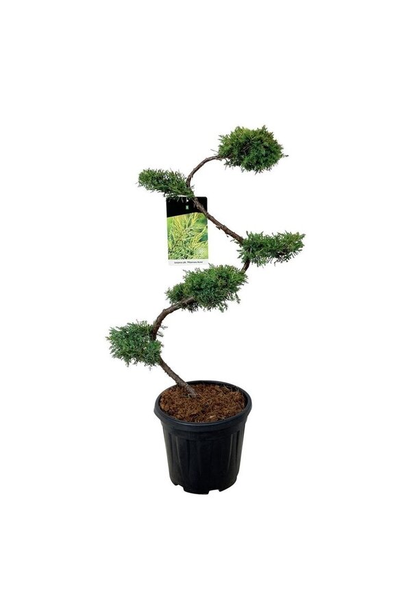 Cyprès Juniperus Pfitzeriana Aurea