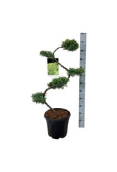 Cyprès Juniperus Pfitzeriana Aurea