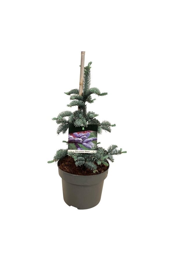 Sapin argenté Abies procera Glauca
