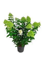 Hortensia Hydrangea Limelight