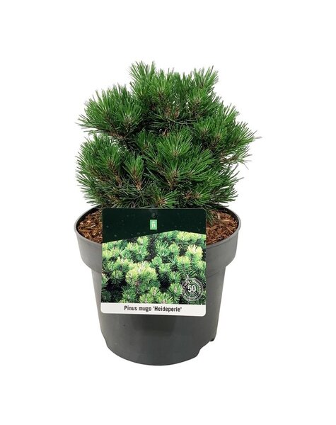Pinus