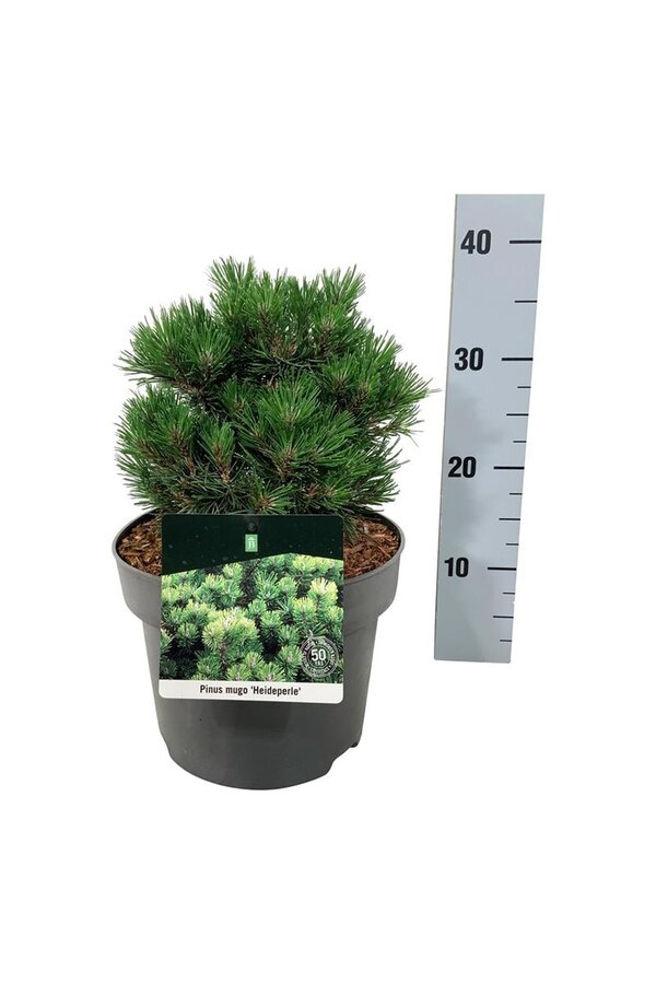 Pin Pinus mugo Heideperle