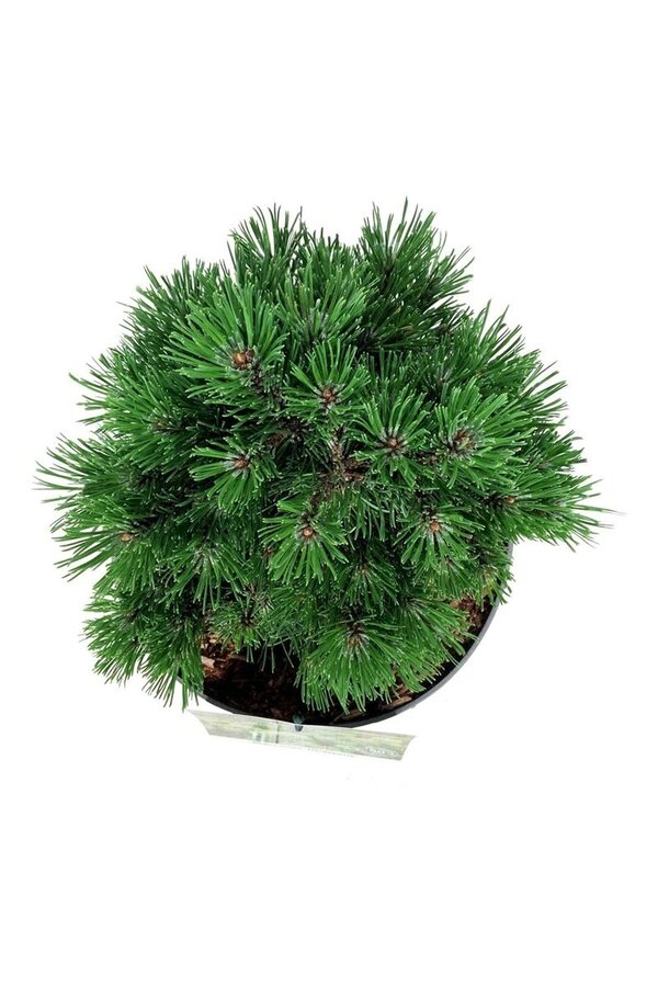 Pin Pinus mugo Heideperle