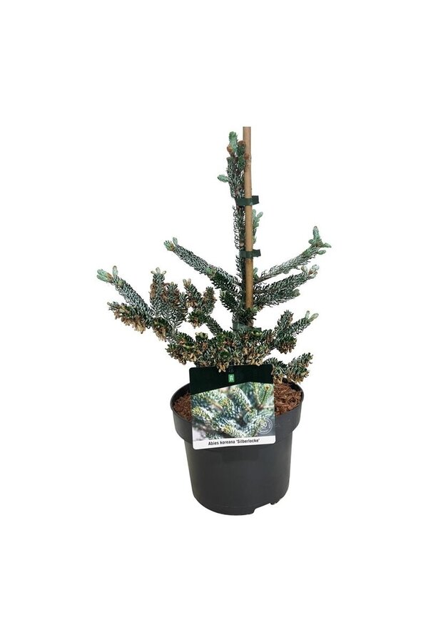 Sapin argenté Abies koreana Silberlocke