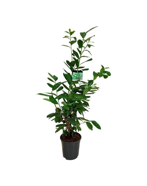 Prunus