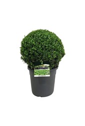 Buxus sempervirens