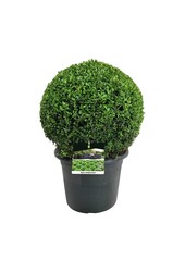 Buxus sempervirens