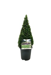 Buxus sempervirens