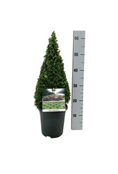 Buxus sempervirens