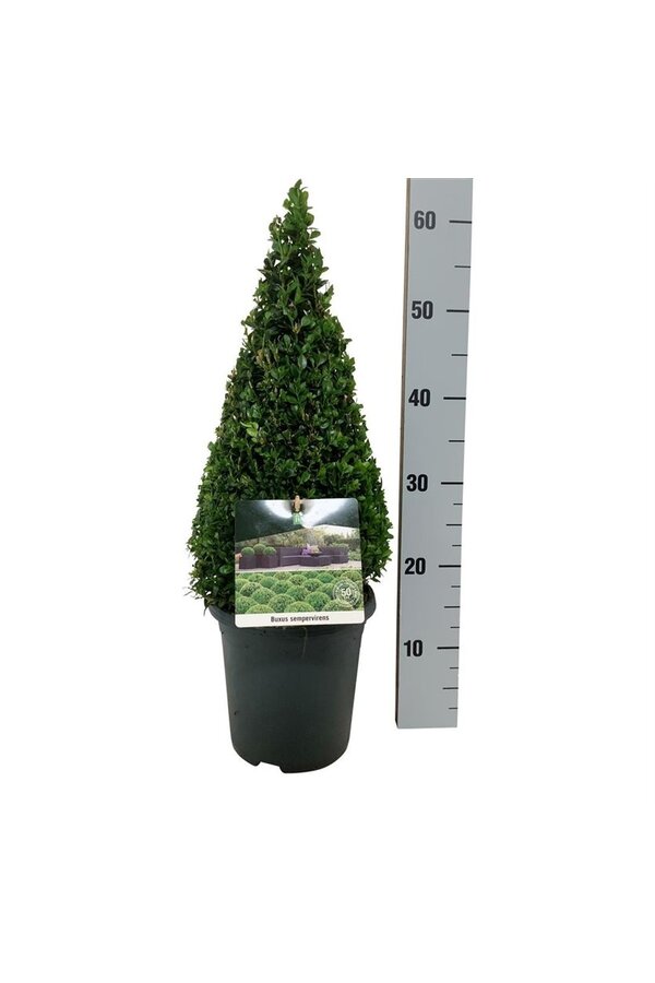 Buxus sempervirens