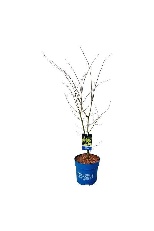 Érable Acer Arctic Jade ®