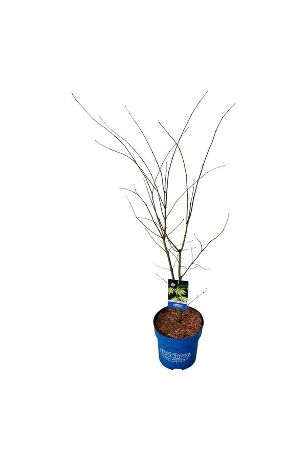 Érable Acer Arctic Jade ®