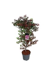 Érable Acer Atropurpureum