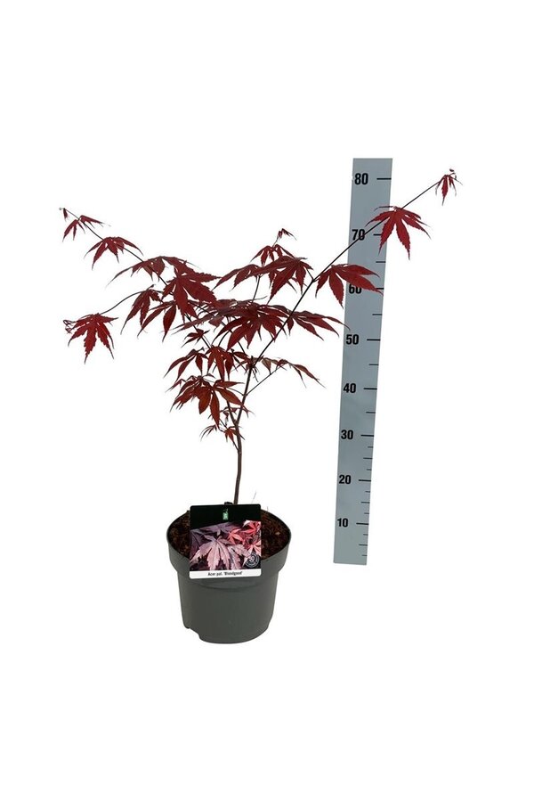 Érable Acer Bloodgood