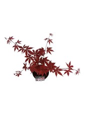Érable Acer Bloodgood
