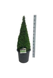 Buxus sempervirens