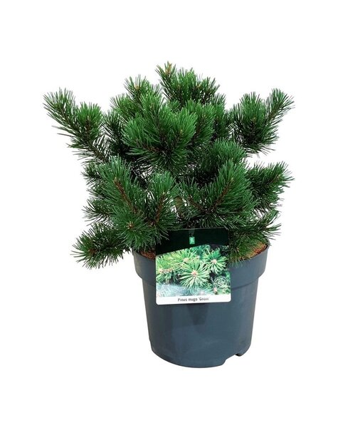 Pinus