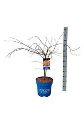 Érable Acer Ice Dragon ®