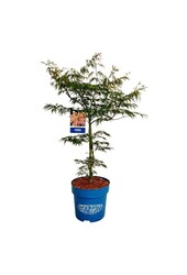 Érable Acer Ice Dragon ®