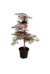 Érable Acer Garnet