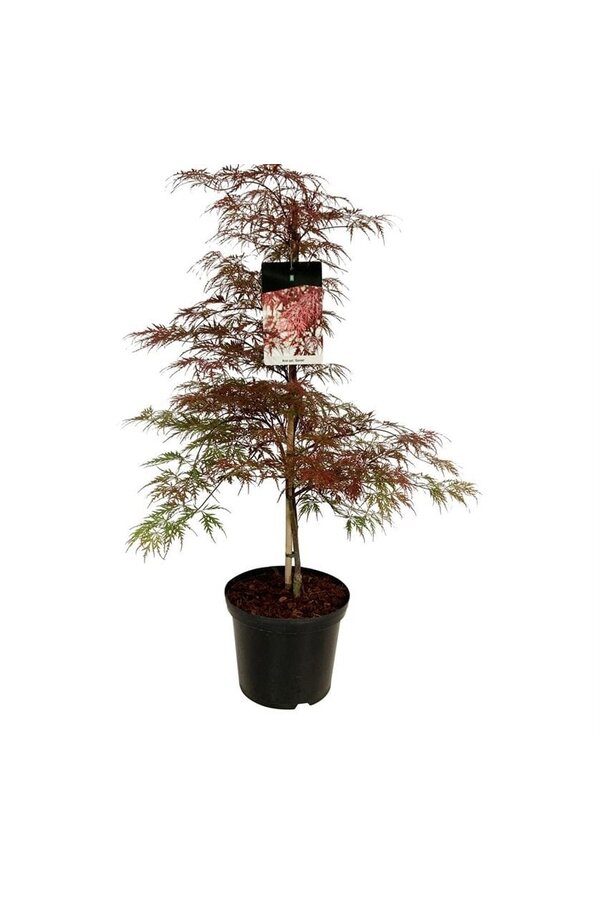 Érable Acer Garnet