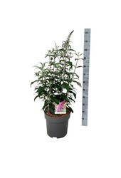 Buisson à papillons Buddleja Pink Delight