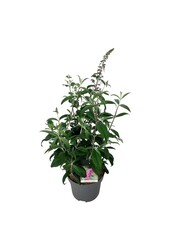 Buisson à papillons Buddleja Pink Delight