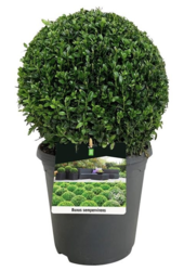 Buxus sempervirens