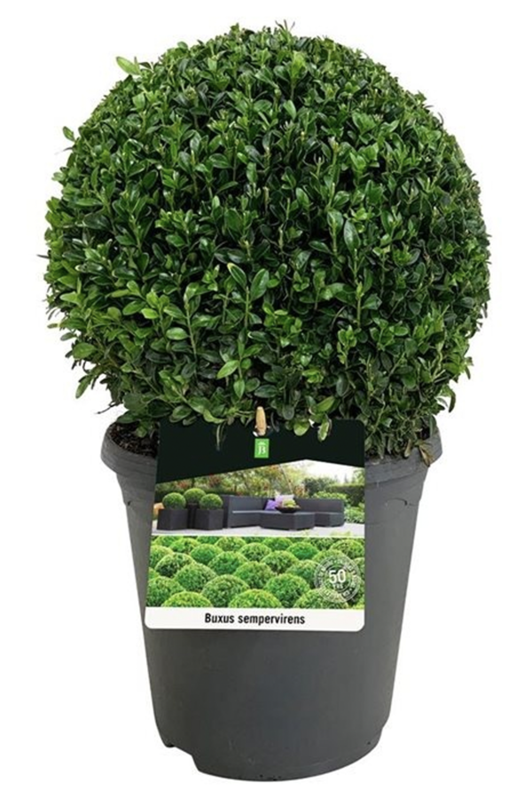 Buxus sempervirens