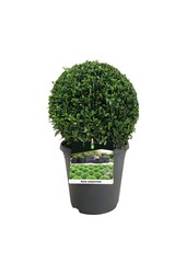 Buxus sempervirens