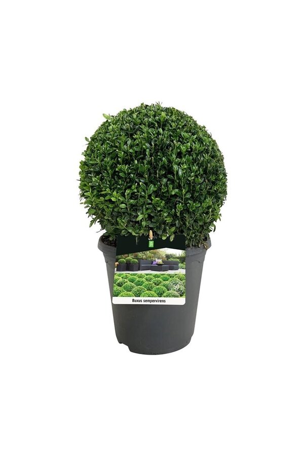 Buxus sempervirens