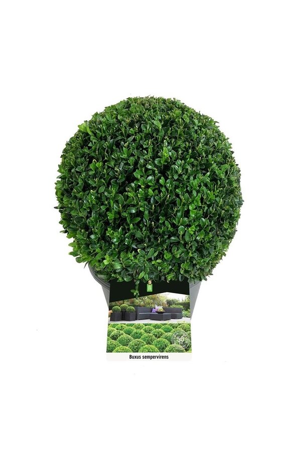 Buxus sempervirens