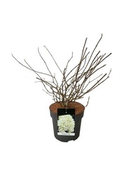 Hortensia Hortensia Skyfall ®