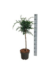 Cyprès Juniperus Alpes bleues