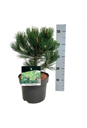 Pin Pinus Compact Gem