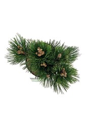 Pin Pinus Compact Gem