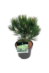 Pin Pinus Compact Gem