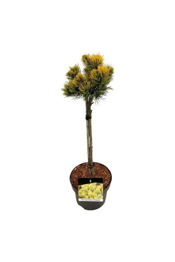 Pin Pinus mugo Carstens Wintergold