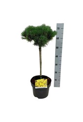 Pin Pinus mugo Carstens Wintergold